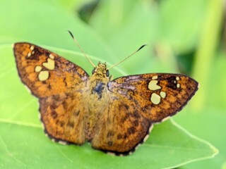 Golden Skipper Butterfly Telicota colon Macro Photography