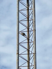 a closeup shot of a bird on tower poles