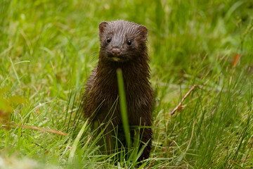 American Mink (Neovison vison) in Lush Green Grass, Wet Fur Wildlife Portrait in Natural Habitat
