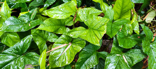 green leaves background