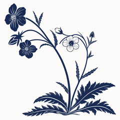 diascia rigescens vector