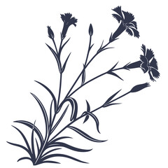 black and white dianthus deltoides arctic fire © MOHAMMADRIPON