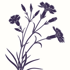 dianthus deltoides arctic fire on white background 