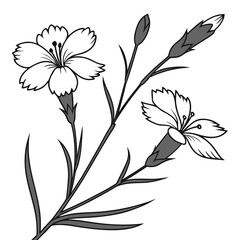 black and white dianthus deltoides arctic fire