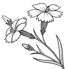 black and white dianthus deltoides arctic fire