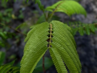 Vibrant Leaf Detail: An enchanting close-up of a striking green leaf, displaying intricate patterns and textures, radiating freshness and vitality.