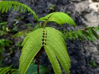 Delicate Plant’s Symmetry: A vibrant green plant, with its intricate arrangement of leaves, stands out against the textured backdrop, showcasing nature's design. 