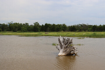 Driftwood. Tree branches in water. Wildlife. Recreation and tourism.