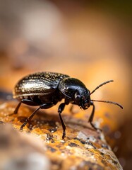 Close-up of a dark beetle on a rock
