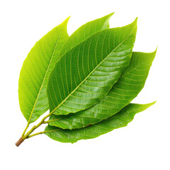 Obraz premium Several Green Leaves With Textured Surface Arranged Nicely Isolated On White Background