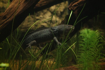 Axolotl