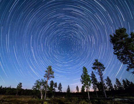 Star trails over forest