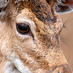 Close-up of a deer's face and eye