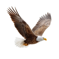 Obraz premium A bald eagle is captured mid-flight, displaying its large wings and striking white head against a clear background.
