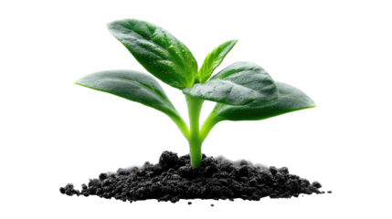 Emergence of Life: A vibrant seedling bursts forth from the dark earth, showcasing the resilience and beauty of nature's life cycle.