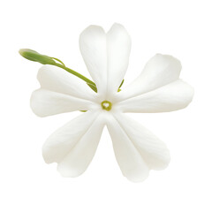 Fototapeta premium Close-up of a white star-shaped flower with five petals and a green stem against a white background