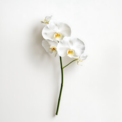 Obraz premium White orchid flowers on a green stem against a plain white background