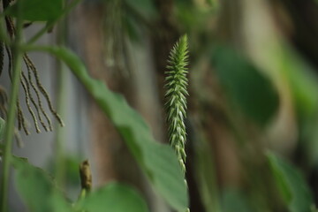 close up of a wild grass flower for background