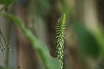 close up of a wild grass flower for background