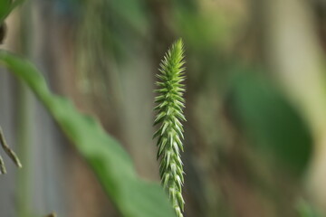 close up of a wild grass flower for background