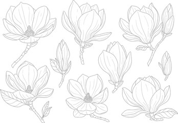 Elegant hand drawn outline sketch of blooming magnolia flowers and buds on a white background