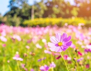 Obraz premium Beautiful pink cosmos flowers in a field