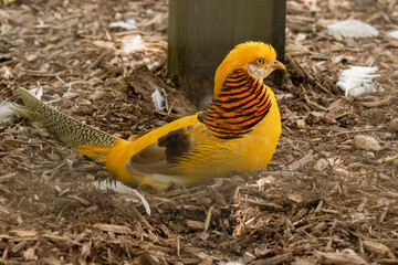 Golden Pheasant (Chrysolophus pictus) Resting on Ground
