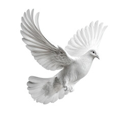 Obraz premium White dove in flight, wings outstretched