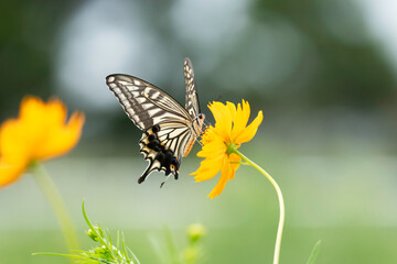 キバナコスモスの花の蜜を吸うアゲハ蝶