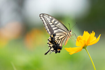 キバナコスモスの花の蜜を吸うアゲハ蝶