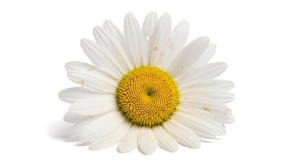 Obraz premium Beautiful white daisy flower with a vibrant yellow center isolated on a clean white background.