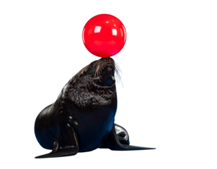 Playful Sea Lion Balancing Red Circus Ball on Nose Isolated PNG