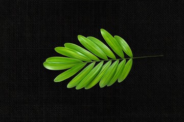 green leaf on black background