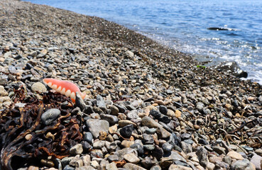 Artificial jaw prosthesis lost on the seashore. Dentistry and prosthetics.