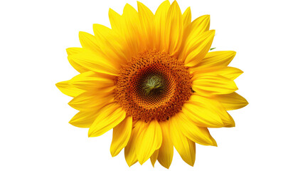 Fototapeta premium sunflower isolated on white background