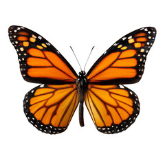 A close-up of a monarch butterfly displaying its vibrant orange and black patterned wings, showcasing its delicate wing structure.