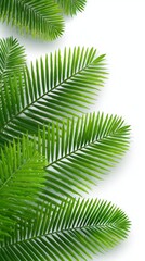 Close-up of vibrant palm fronds against white