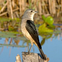 Side view of a small bird perched on a log near water