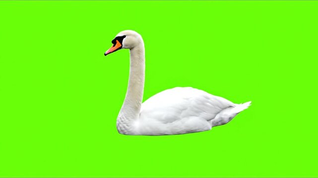 An elegant white mute swan with a long curved neck and orange beak, isolated on a vibrant green screen background for chroma keying.