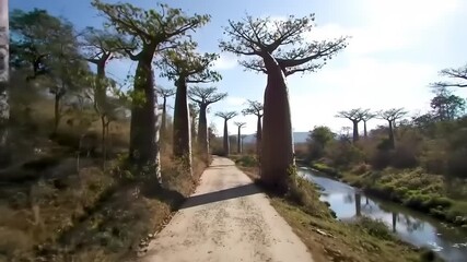 Sunlight path through baobab trees
