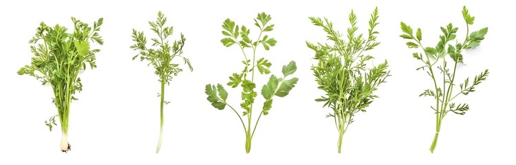 Assortment of Fresh Herbs Parsley, Cilantro, and Carrot Greens