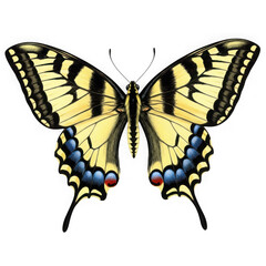 Fototapeta premium Eastern tiger swallowtail butterfly detailed wings with yellow blue and black patterns isolated on transparent background