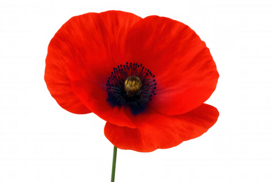 Vibrant red poppy flower blooming, revealing delicate petals and saturated color against transparent background, highlighting botanical elegance