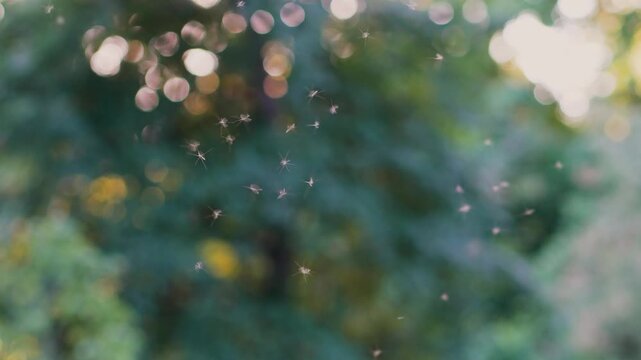 Warm summer day with flying insects buzzing around open air on blurred green background. Hot humid weather insects, mosquito gnat and midges seasonal activity, hovering insects in climate change