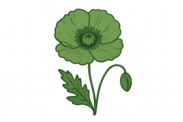 Green poppy flower blooming with bud and leaf, hand-drawn illustration on transparent background