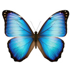 Obraz premium Stunning electric blue morpho butterfly wing pattern detailed macro photography nature isolated on transparent background