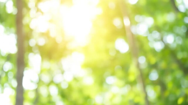 Abstract sunlit trees