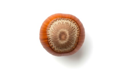 Close up of a single hazelnut, showing its shell and interior.