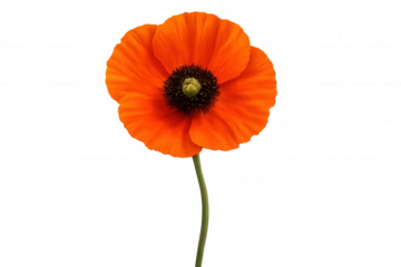 Red poppy flower blooming against a transparent background, offering vibrant color and beauty for various graphic design projects