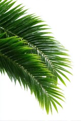 Naklejka premium Close-up of lush palm fronds against white
